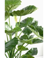 Artificial Alocasia calidora 3 trunks