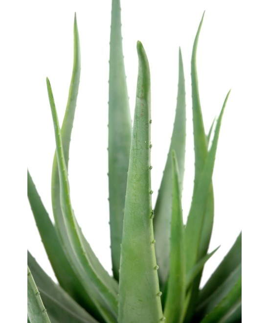 Kunstlik aaloe