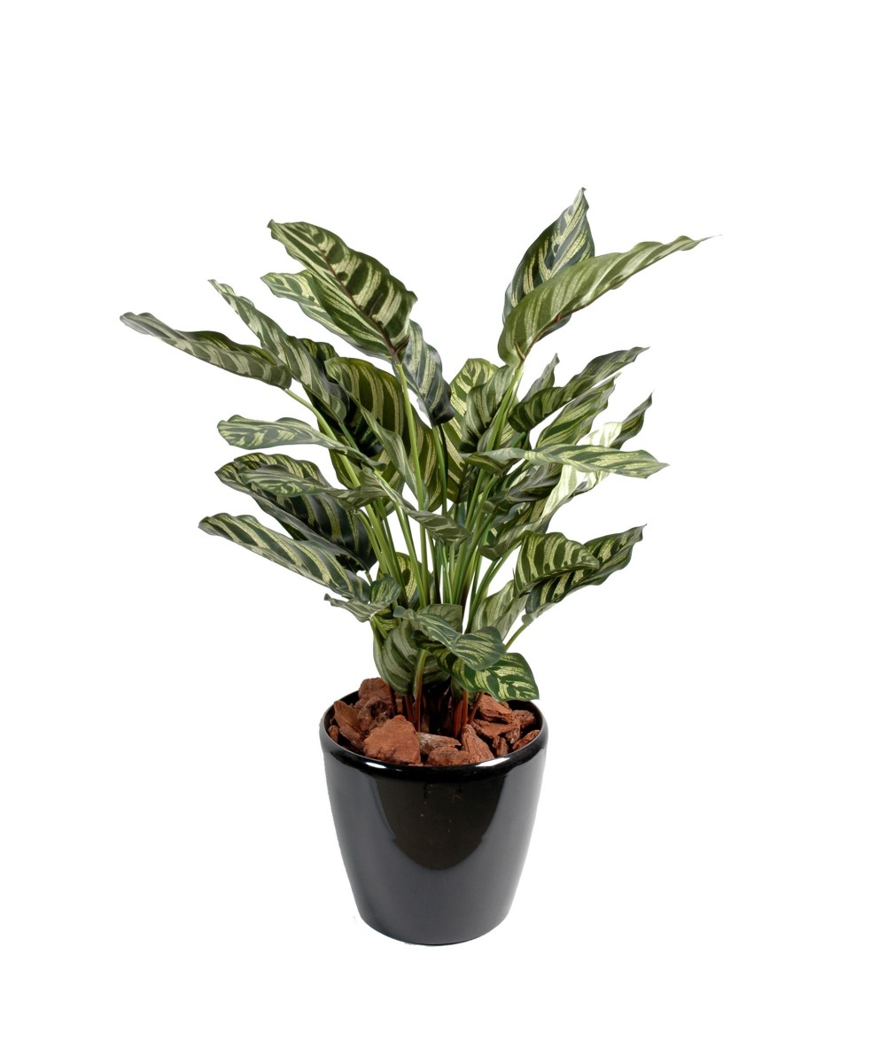 Kunstlik maranta calathea makoyana *40L