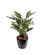 Kunstlik maranta calathea makoyana *40L