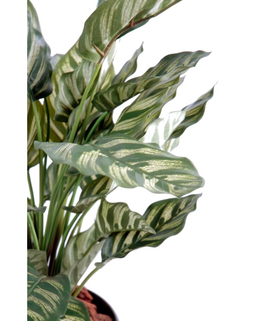 Kunstlik maranta calathea makoyana *40L