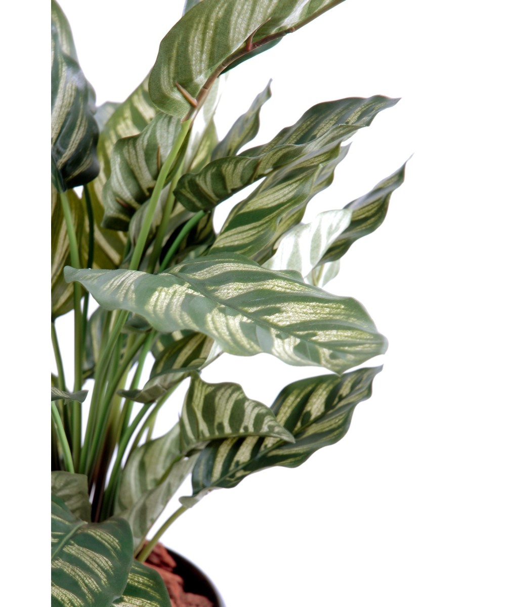 Kunstlik maranta calathea makoyana *40L