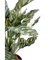 Kunstlik maranta calathea makoyana *40L