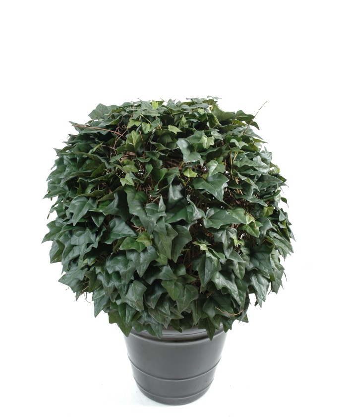 IVY BALL (Kampaania netohind)