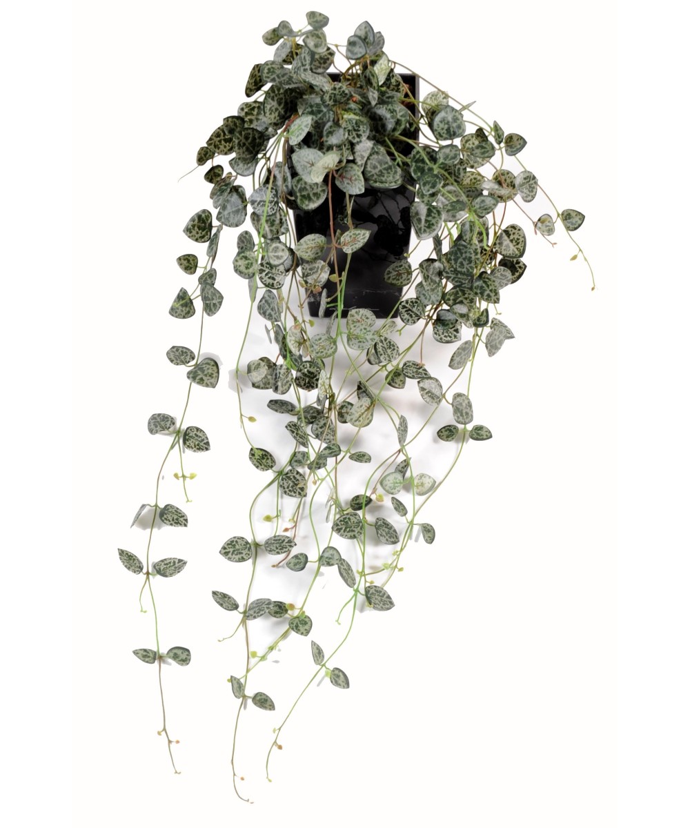 Kunstlik ceropegia (südamete kett)