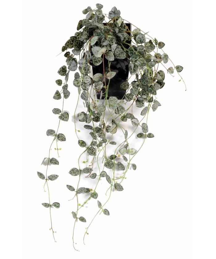 Kunstlik ceropegia (südamete kett)