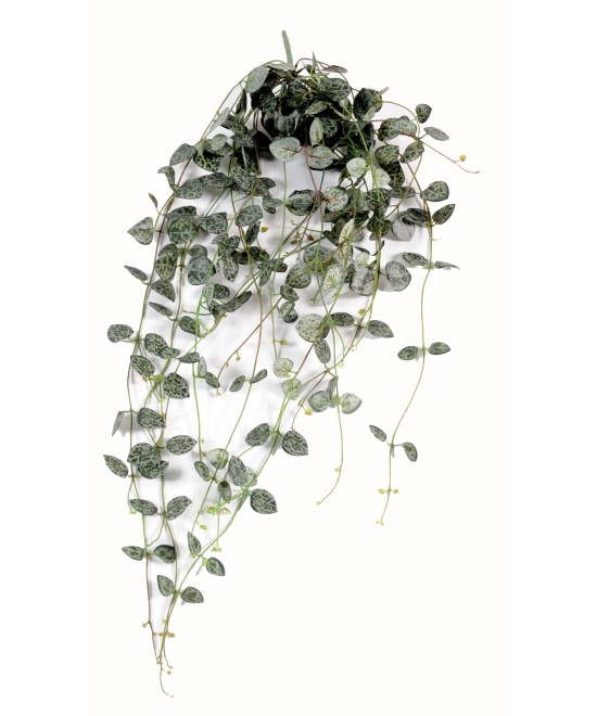 Kunstlik ceropegia (südamete kett)