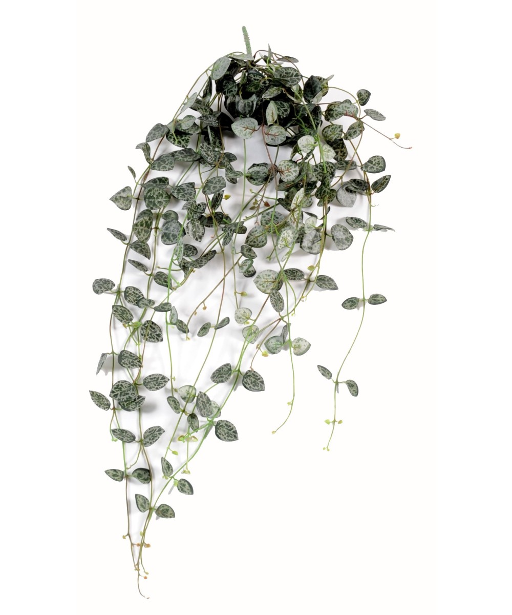Kunstlik ceropegia (südamete kett)