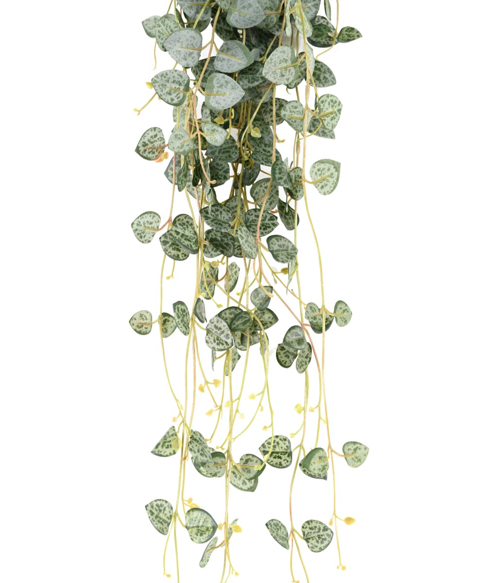 Kunstlik ceropegia (südamete kett)