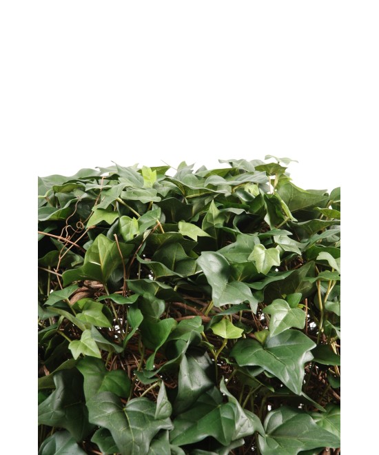 IVY BALL (Kampaania netohind)