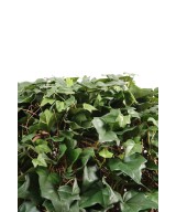IVY BALL (Net promotional price)