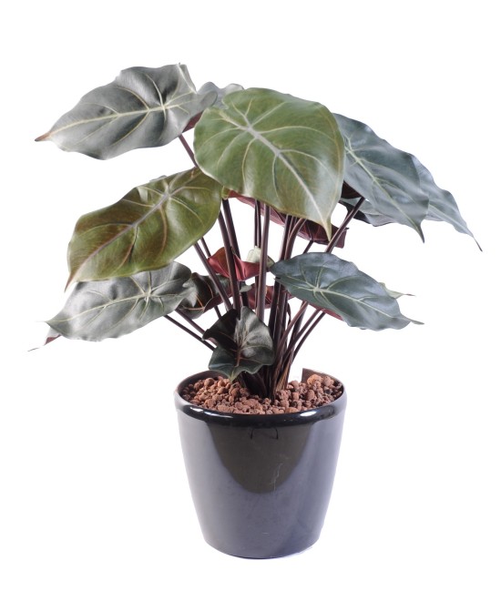Kunstlik süngoonium PODOPHYLLUM