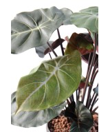 Kunstlik süngoonium PODOPHYLLUM