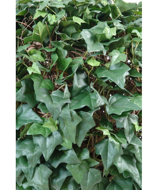IVY BALL (Net promotional price)