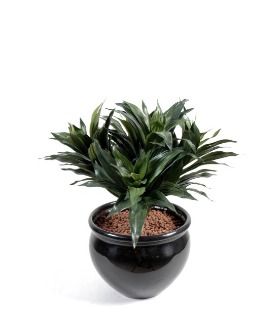 Artificial Dracaena FRAGANS