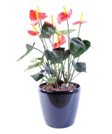 Artificial anthurium *7