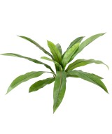 Artificial asplenium *15