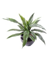 Artificial asplenium *15