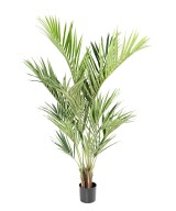 Kunstkentia Royal
