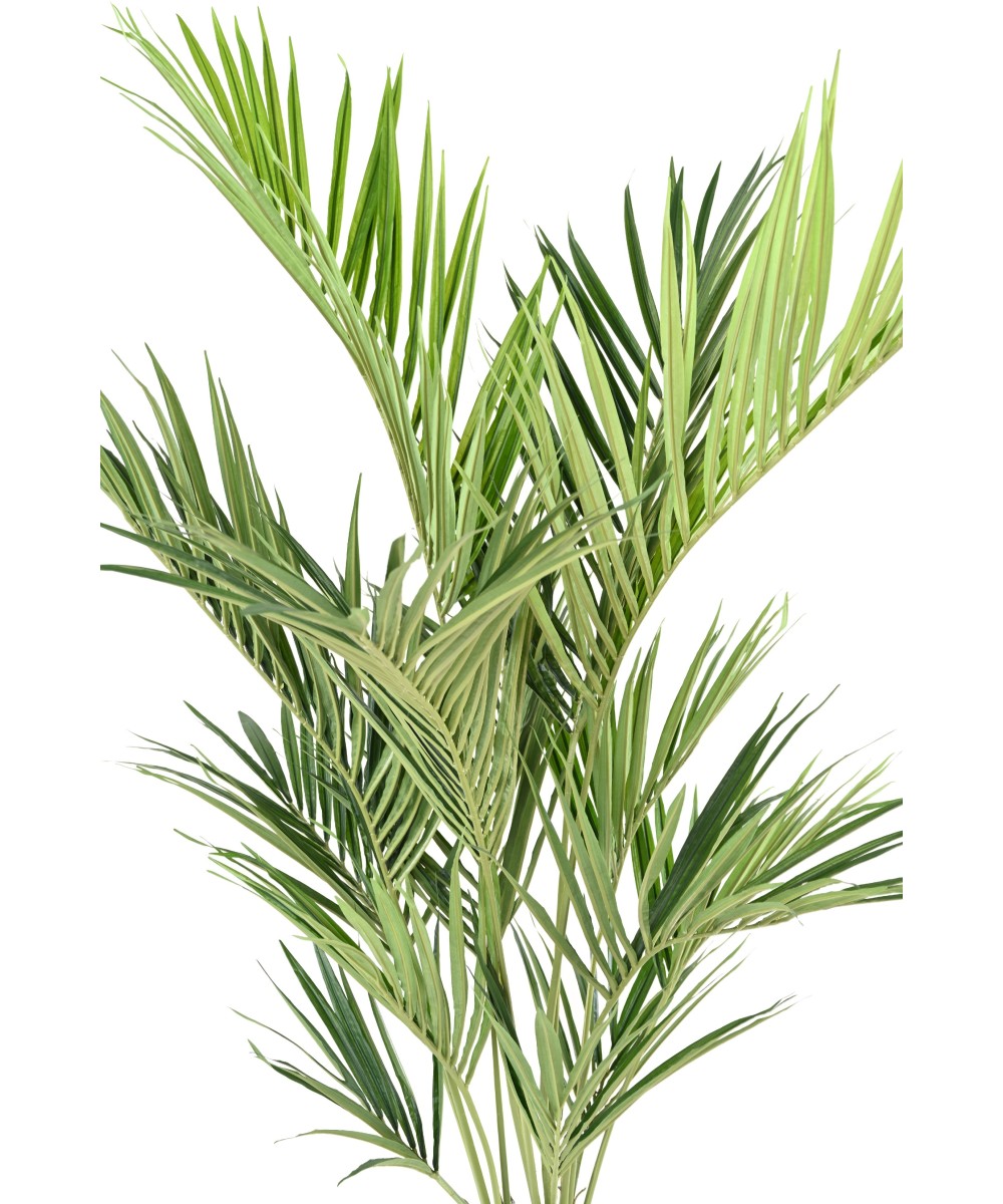 Kunstkentia Royal
