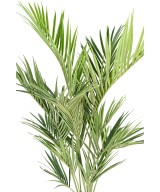 Kunstkentia Royal