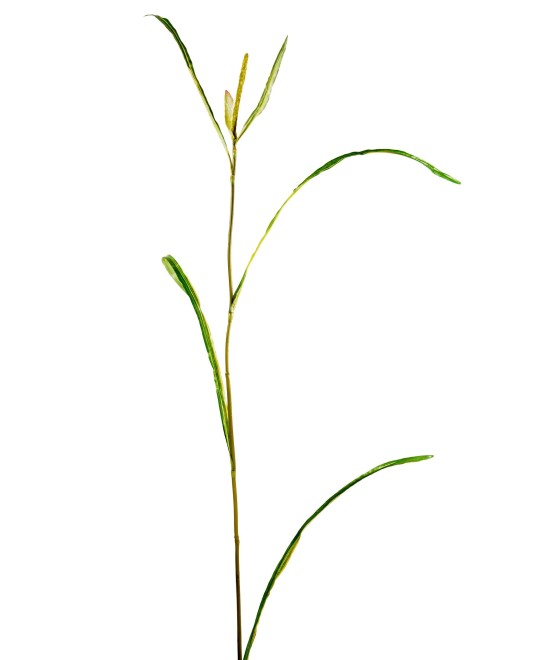 Kunstlik Miscanthus SPRIG