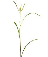 Kunstlik Miscanthus SPRIG