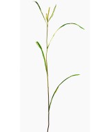 Artificial Miscanthus SPRIG