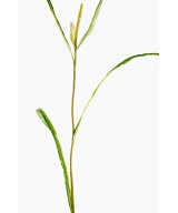 Kunstlik Miscanthus SPRIG