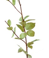 Artificial hornbeam tree STEM