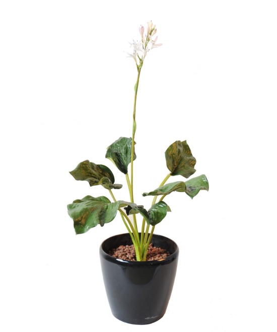 HOSTA flowering (Net promotional price)