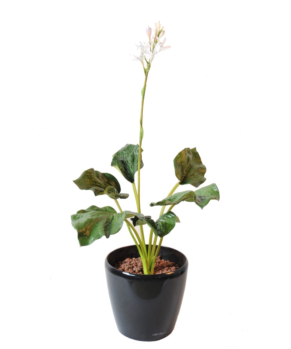 HOSTA flowering (Net promotional price)