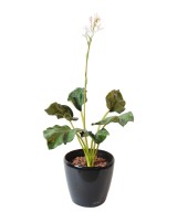 HOSTA õitsemist (netokampaania hind)