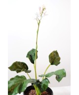 HOSTA õitsemist (netokampaania hind)