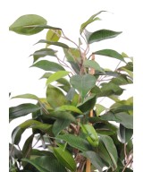 Artificial Ficus NATASJA POT OF 10