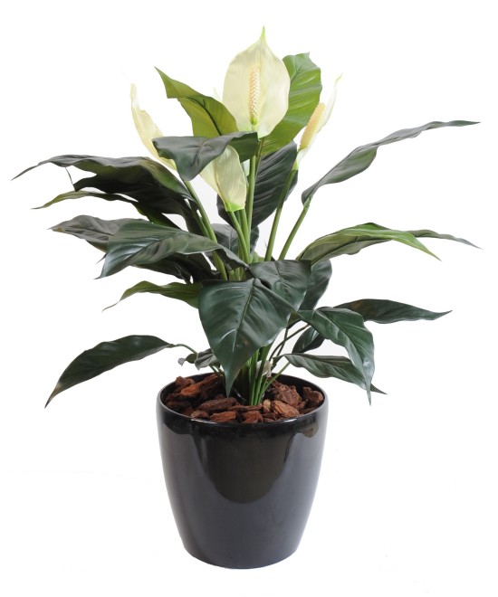 Kunstlik Spathiphylium (rahuliilia) 5 fl potis