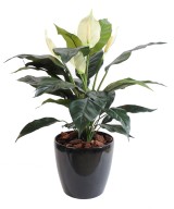 Kunstlik Spathiphylium (rahuliilia) 5 fl potis