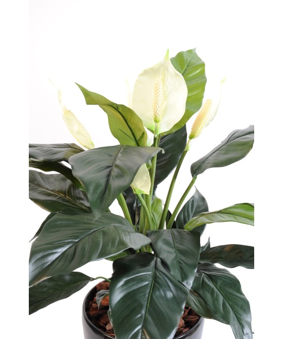 Kunstlik Spathiphylium (rahuliilia) 5 fl potis