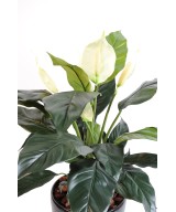 Artificial Spathiphylium (Peace Lily) 5FL POT