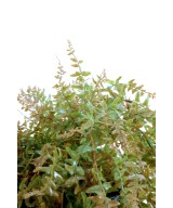 Artificial fern HANGING BUSH PLAST 186LL