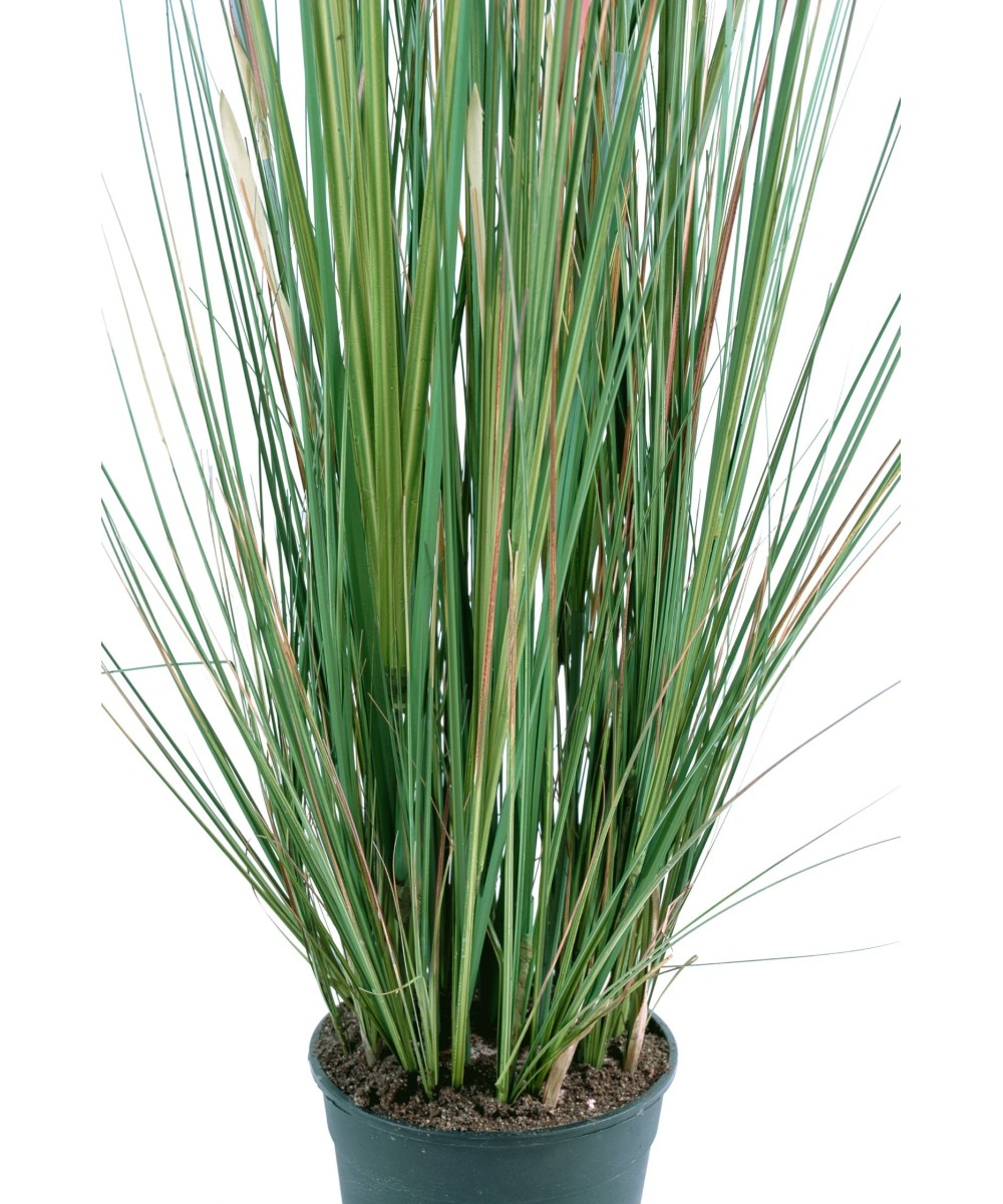 Artificial Zannichellia