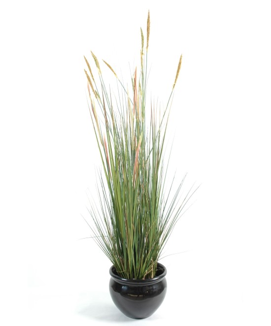 Artificial Zannichellia