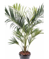Kunstkentia Royal