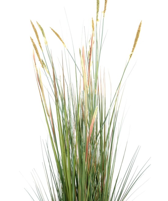 Artificial Zannichellia