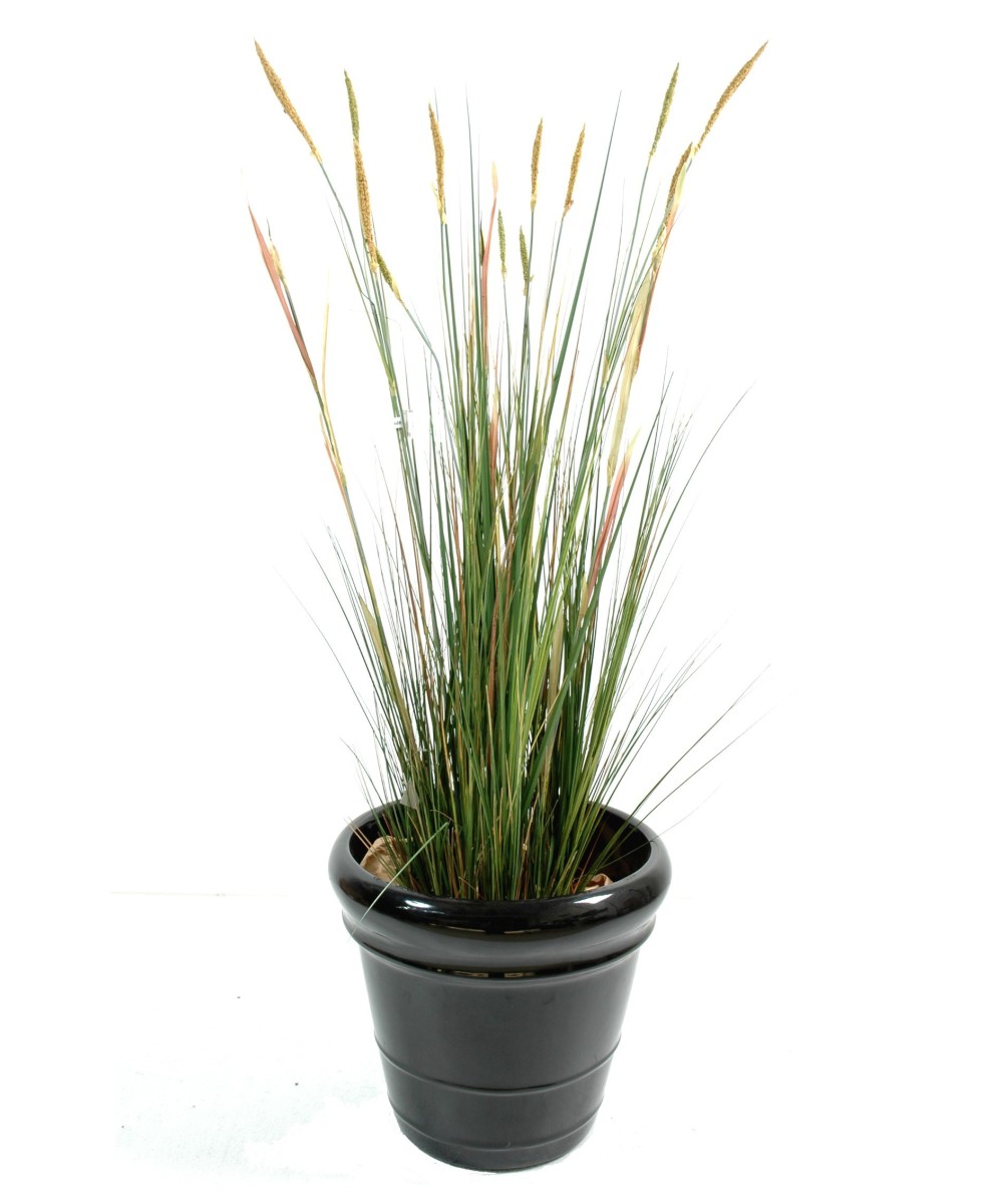 Artificial Zannichellia