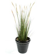 Artificial Zannichellia