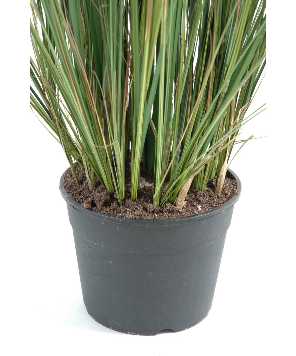Artificial Zannichellia