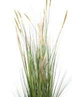 Kunstlik Zannichellia