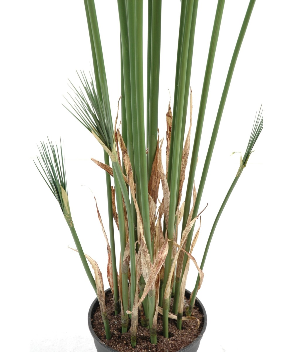 Kunstlik CYPERUS papüürus