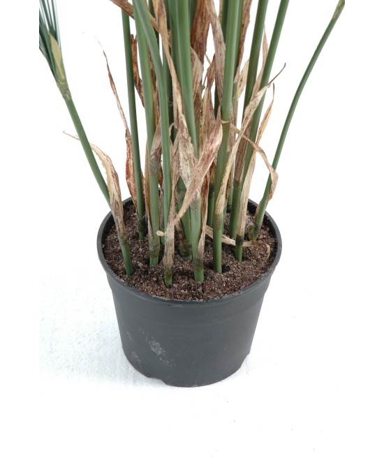 Kunstlik CYPERUS papüürus